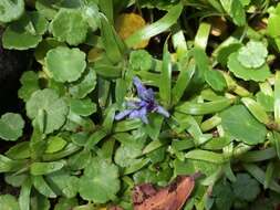 Image of Heteranthera zosterifolia Mart.