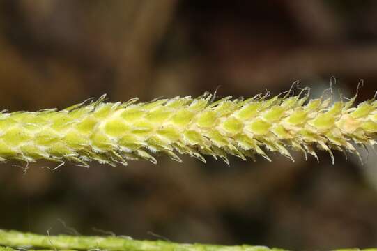 Слика од Lycopodium venustulum Gaud.