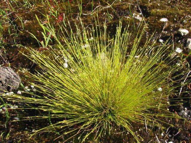 Plancia ëd Ficinia micrantha C. B. Clarke