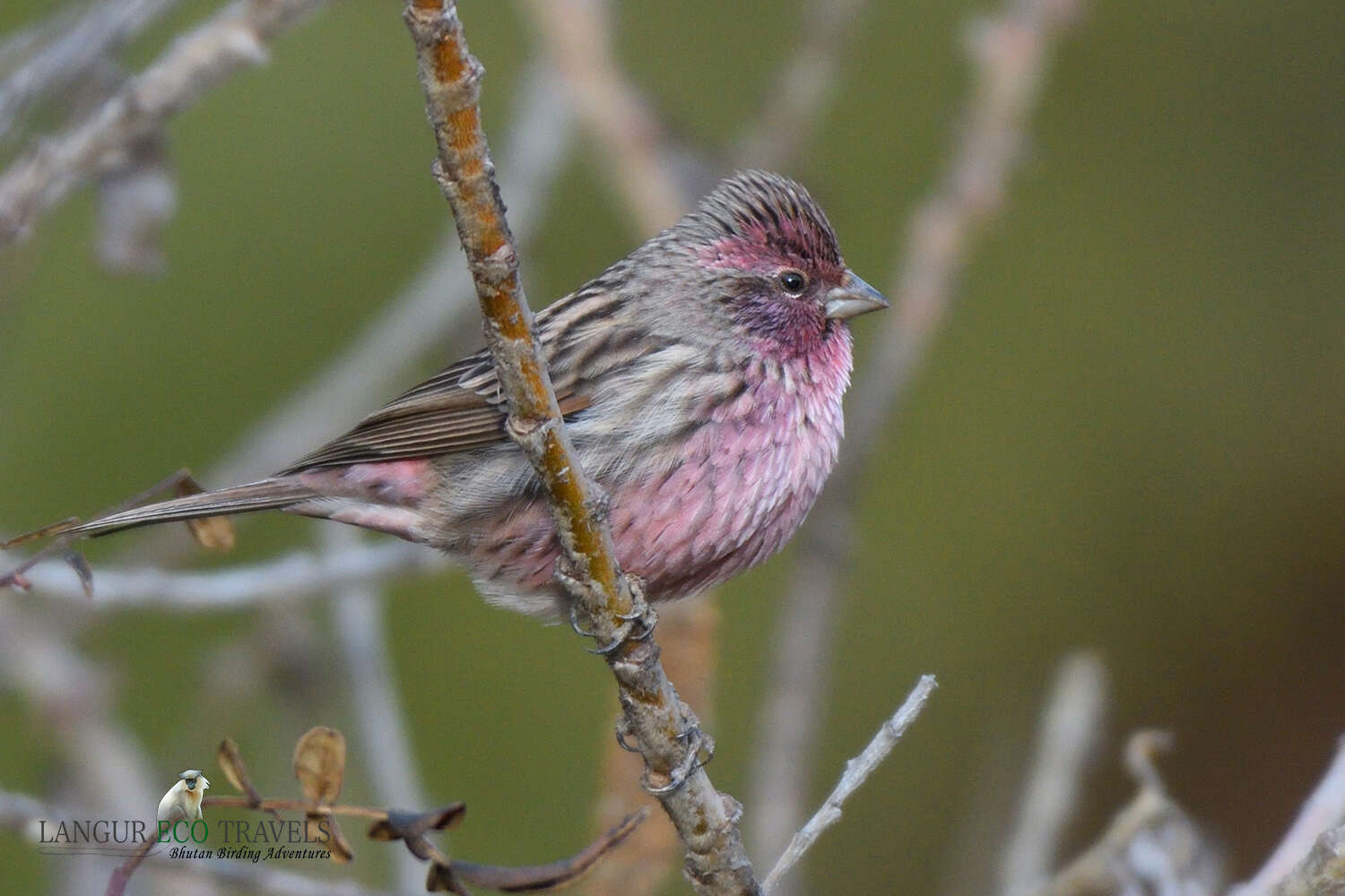 Carpodacus pulcherrimus (Moore & F 1856) resmi