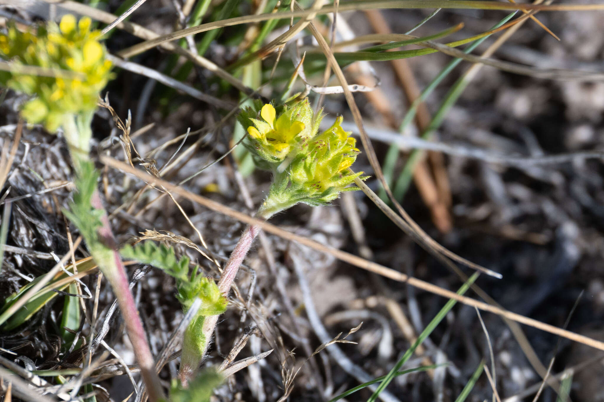 Imagem de Ivesia campestris (M. E. Jones) Rydb.