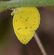 Imagem de Eurema nicevillei (Butler 1898)