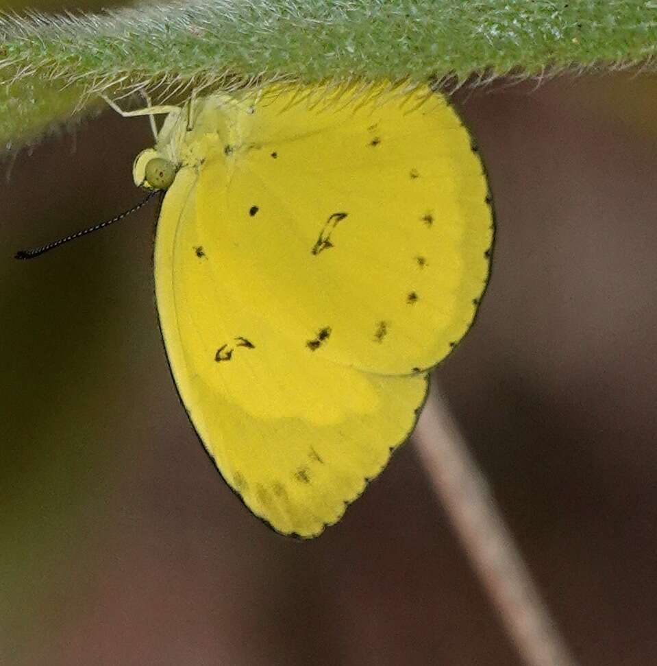 Imagem de Eurema nicevillei (Butler 1898)