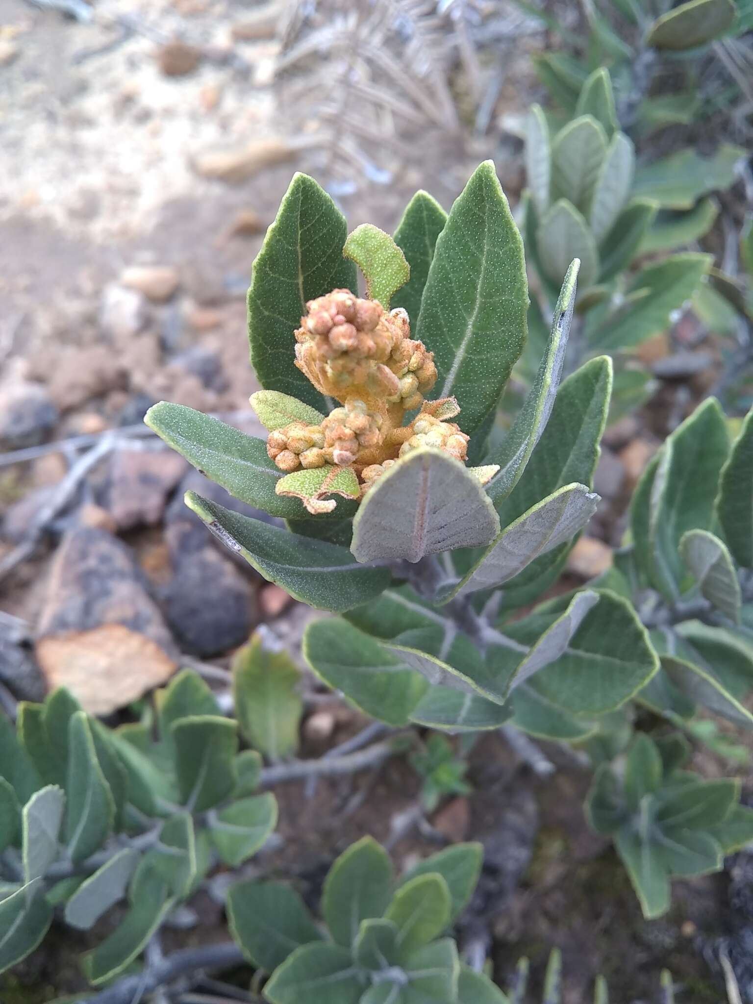 Image of Clethra fimbriata Kunth