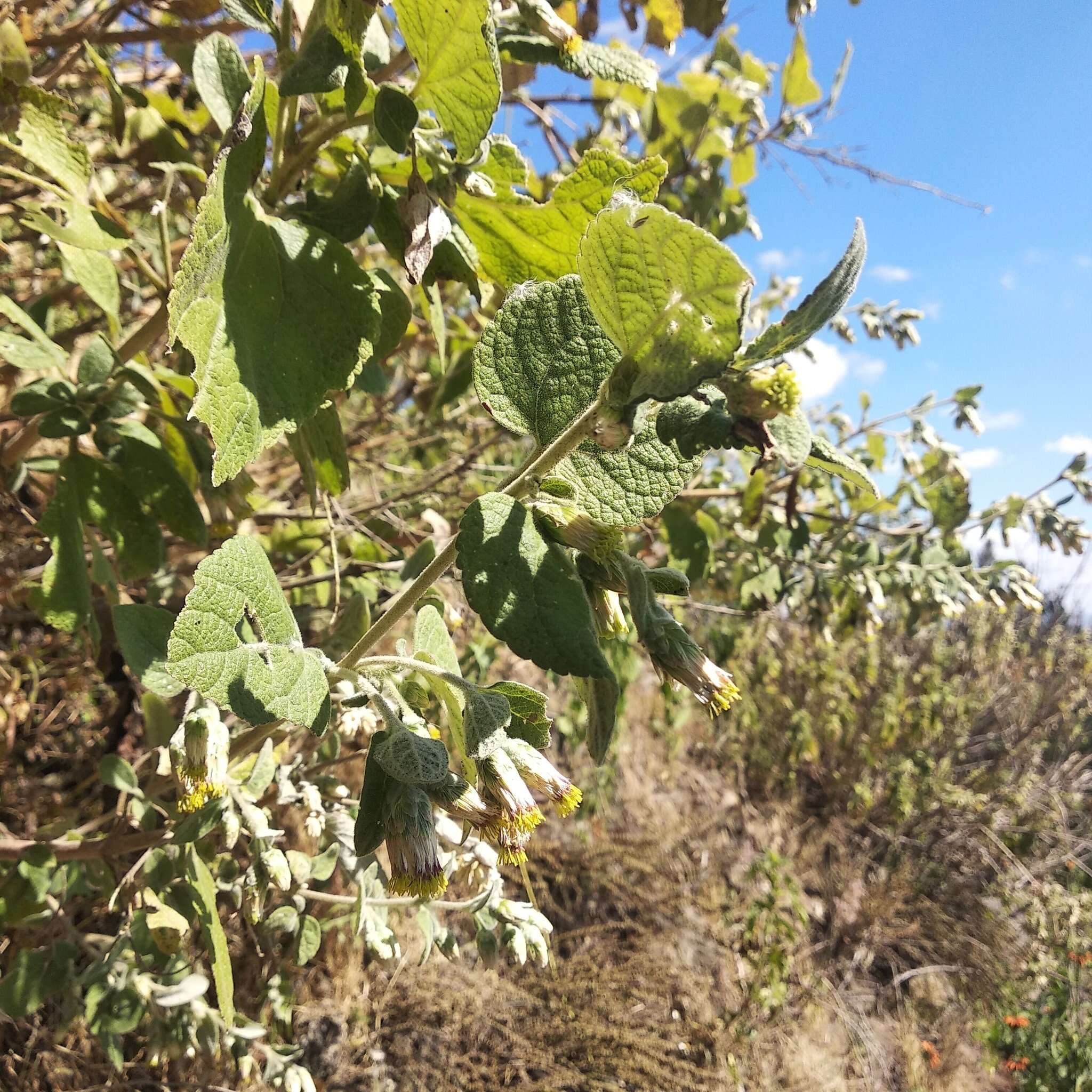 Brickellia secundiflora (Lag.) A. Gray的圖片