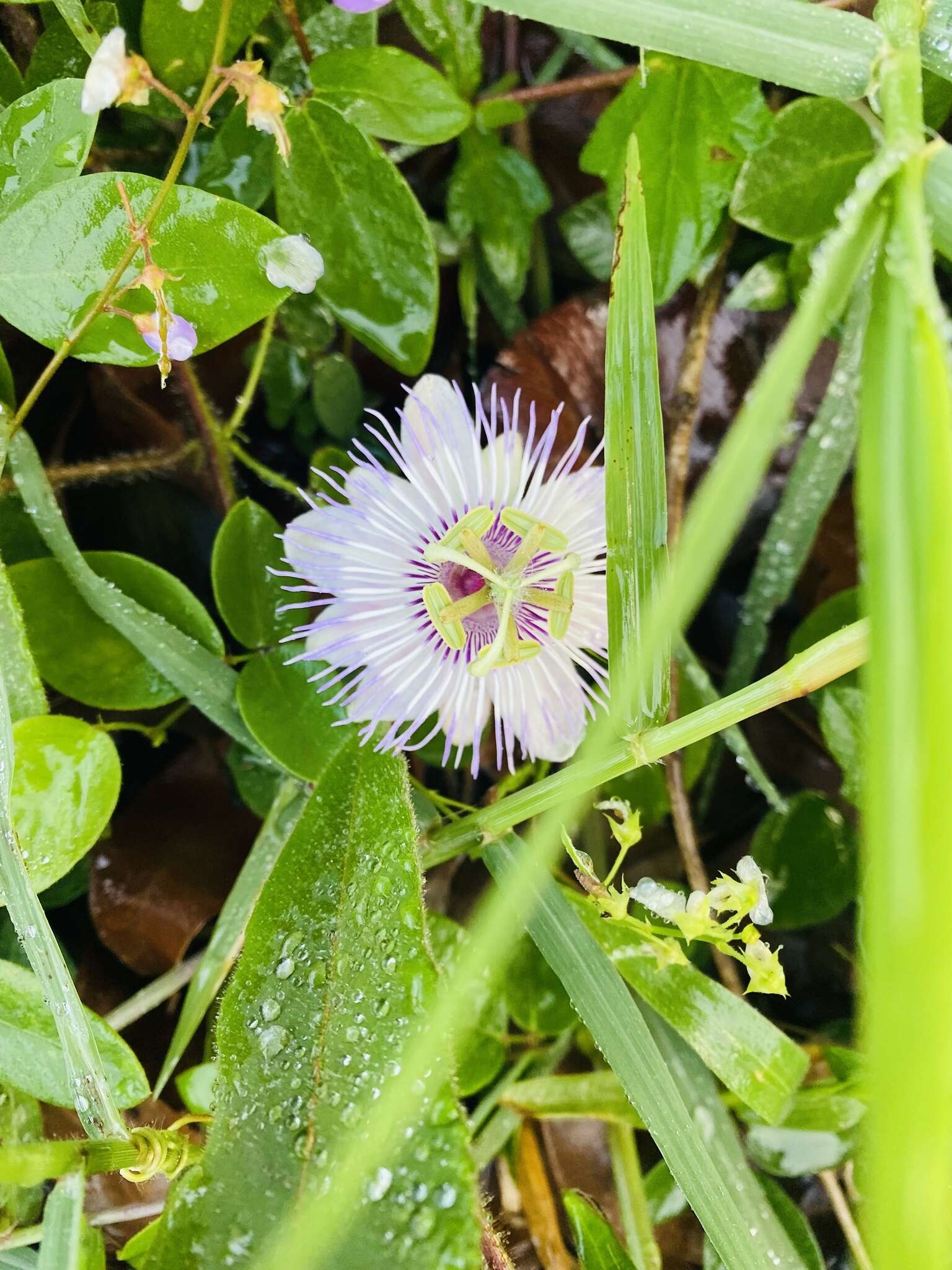 Image of Passiflora urbaniana Killip