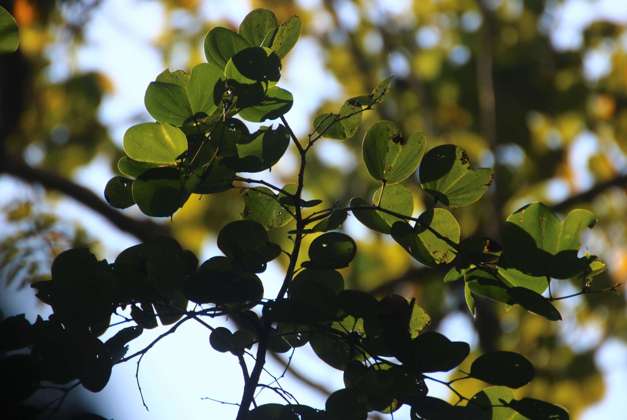 Imagem de Bauhinia malabarica Roxb.