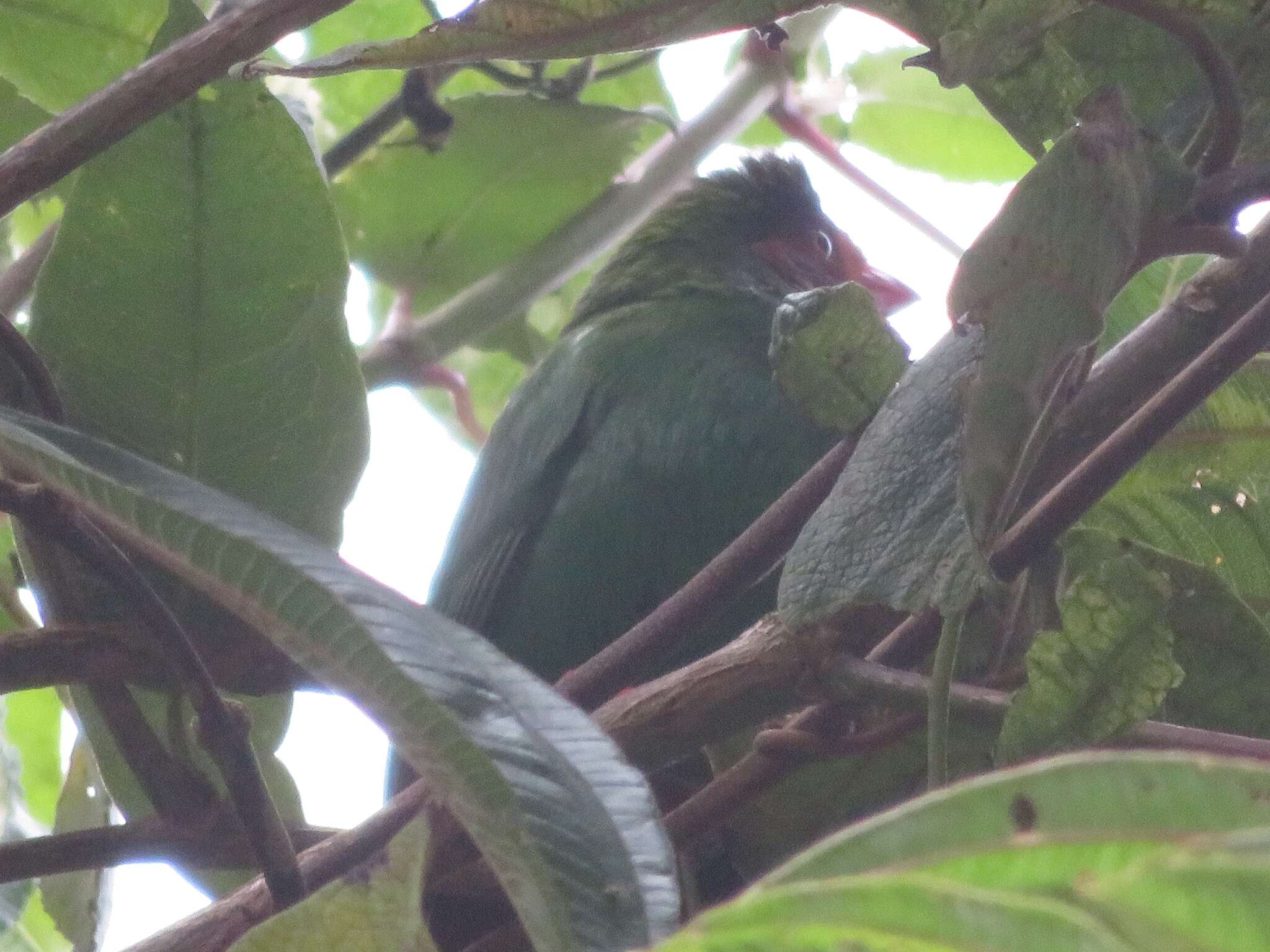 Chlorornis Reichenbach 1850的圖片