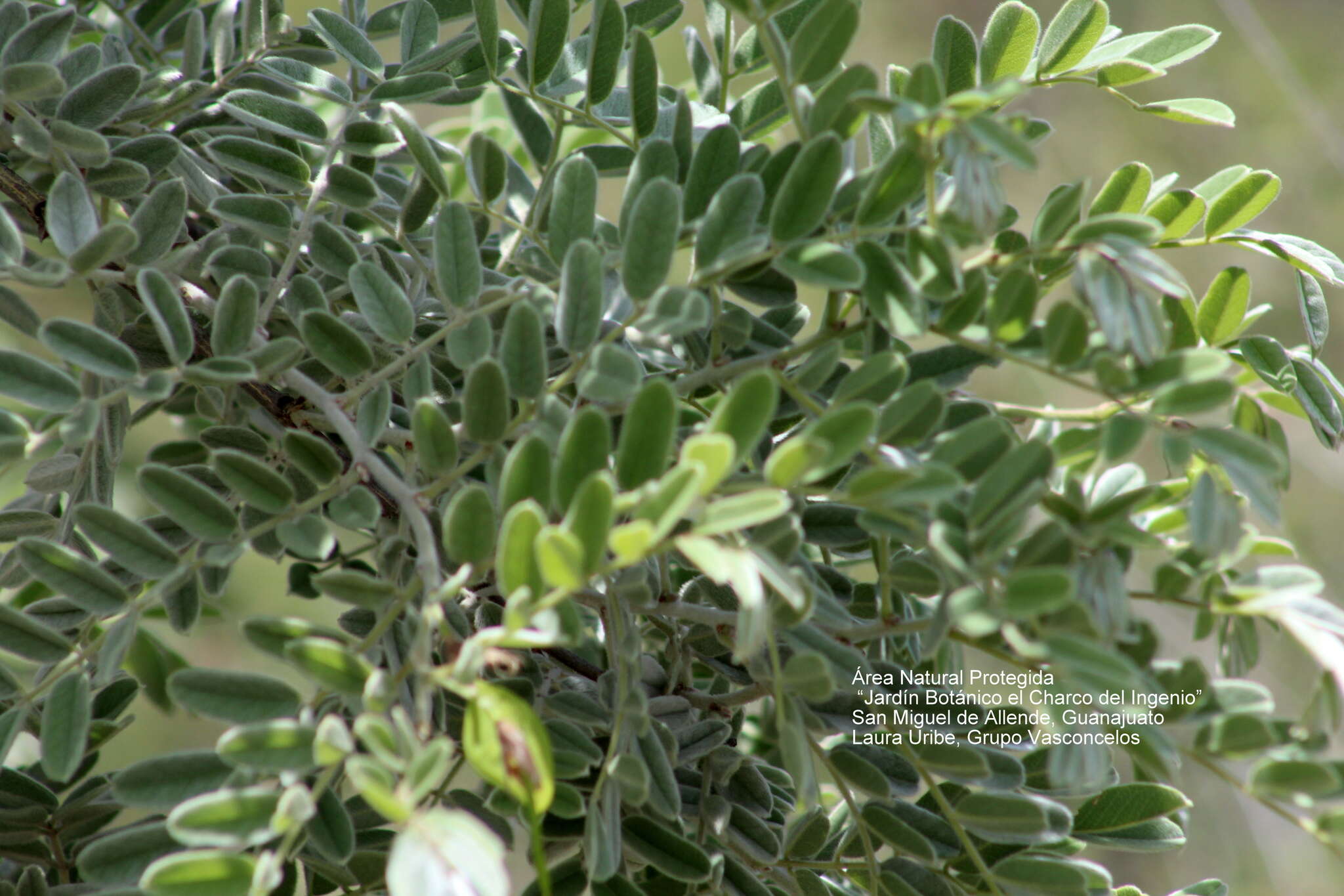 Image de Brongniartia lupinoides (Kunth) Taub.