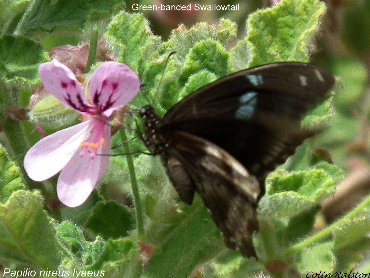 Image of oakleaf garden geranium