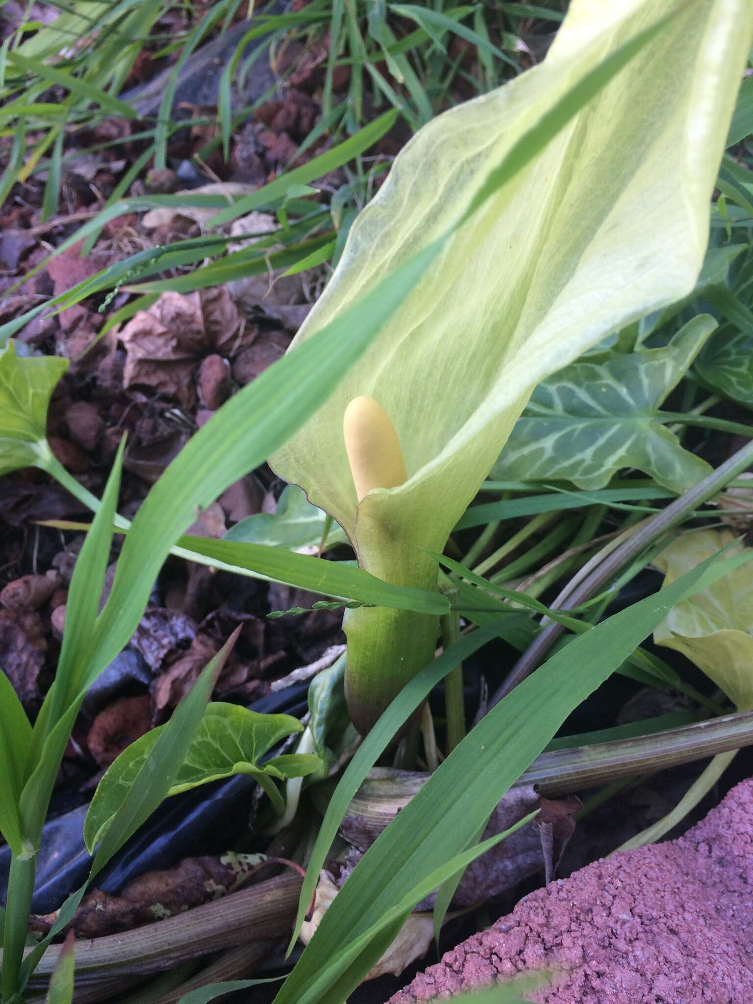 صورة Arum italicum subsp. neglectum (F. Towns.) Prime