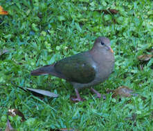 Sivun Chalcophaps longirostris Gould 1848 kuva