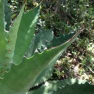 Image of Agave seemanniana Jacobi