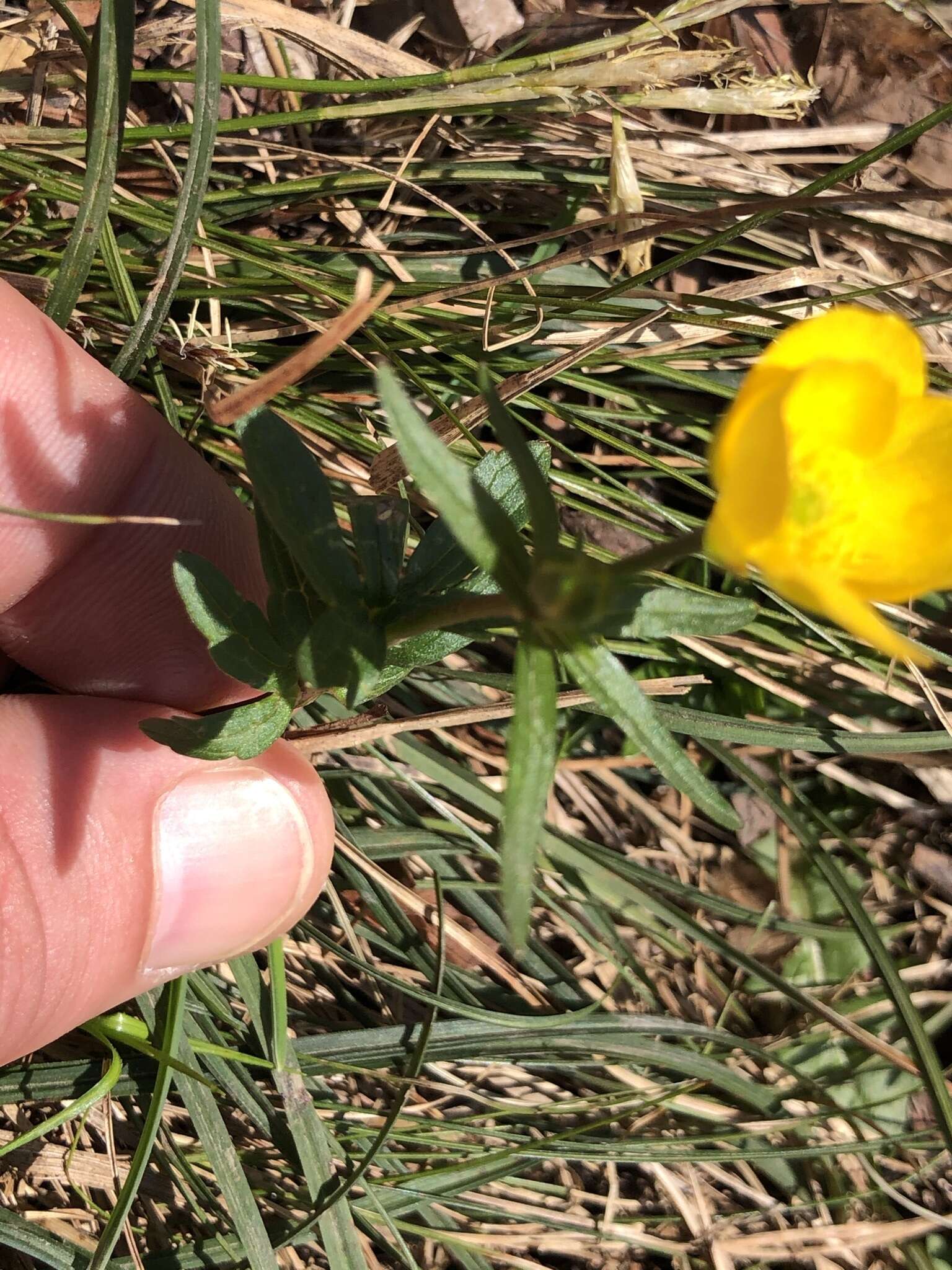 Imagem de Ranunculus montanus Willd.