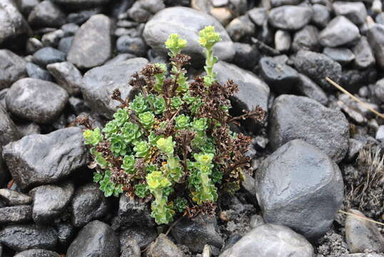 Image of Saxifraga chionophila Franch.