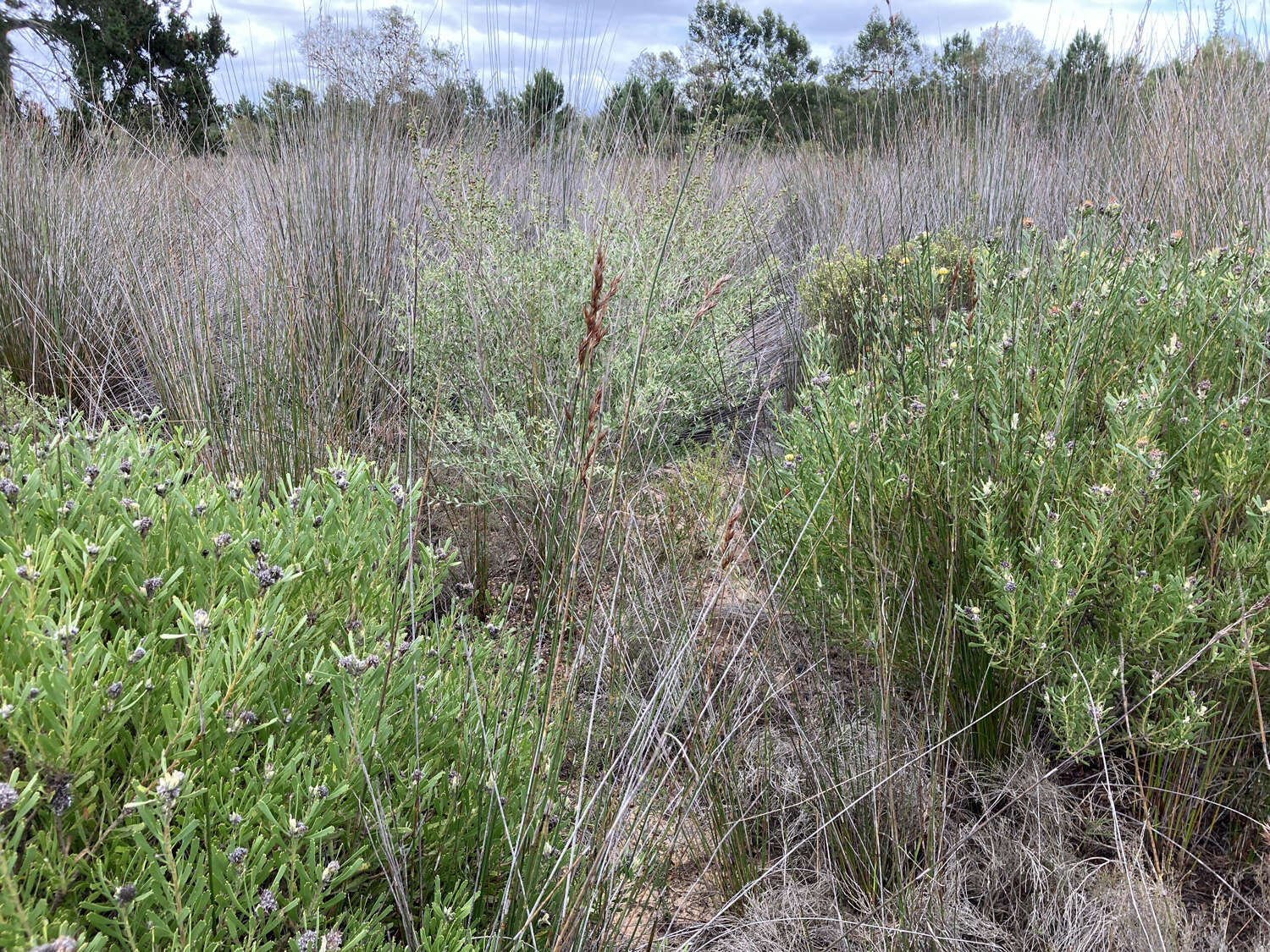 Plancia ëd Leucospermum muirii Phillips