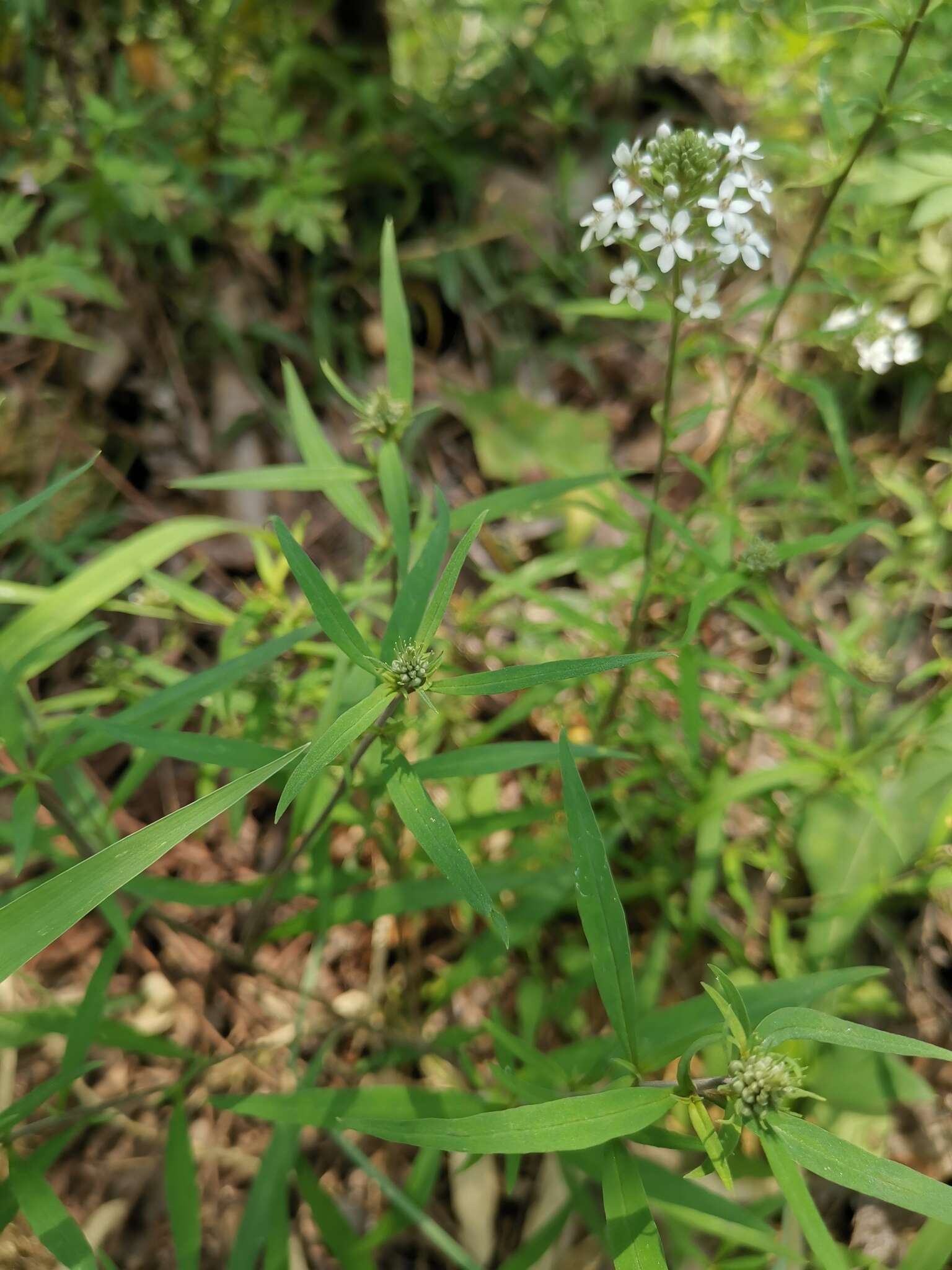 Image of Lysimachia pentapetala Bunge