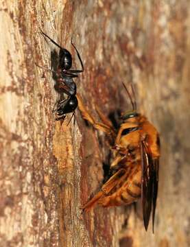 Image of Camponotus sexpunctatus Forel 1894