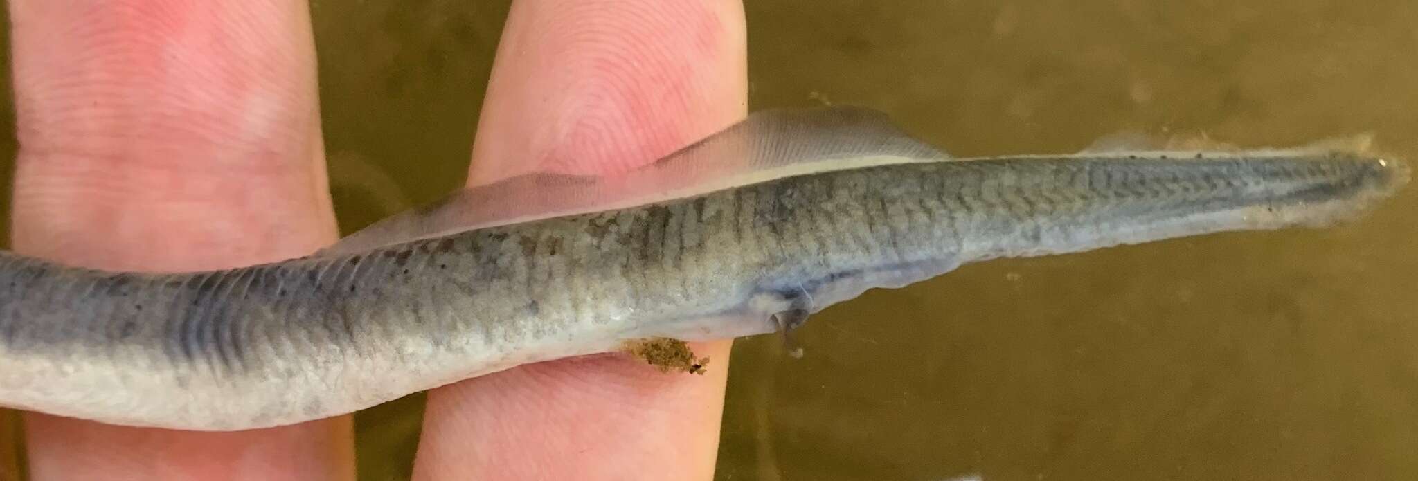 Image of Mountain Brook Lamprey