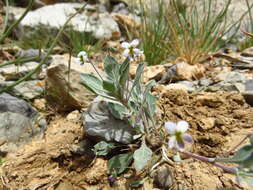 Image of Viola cinerea Boiss.