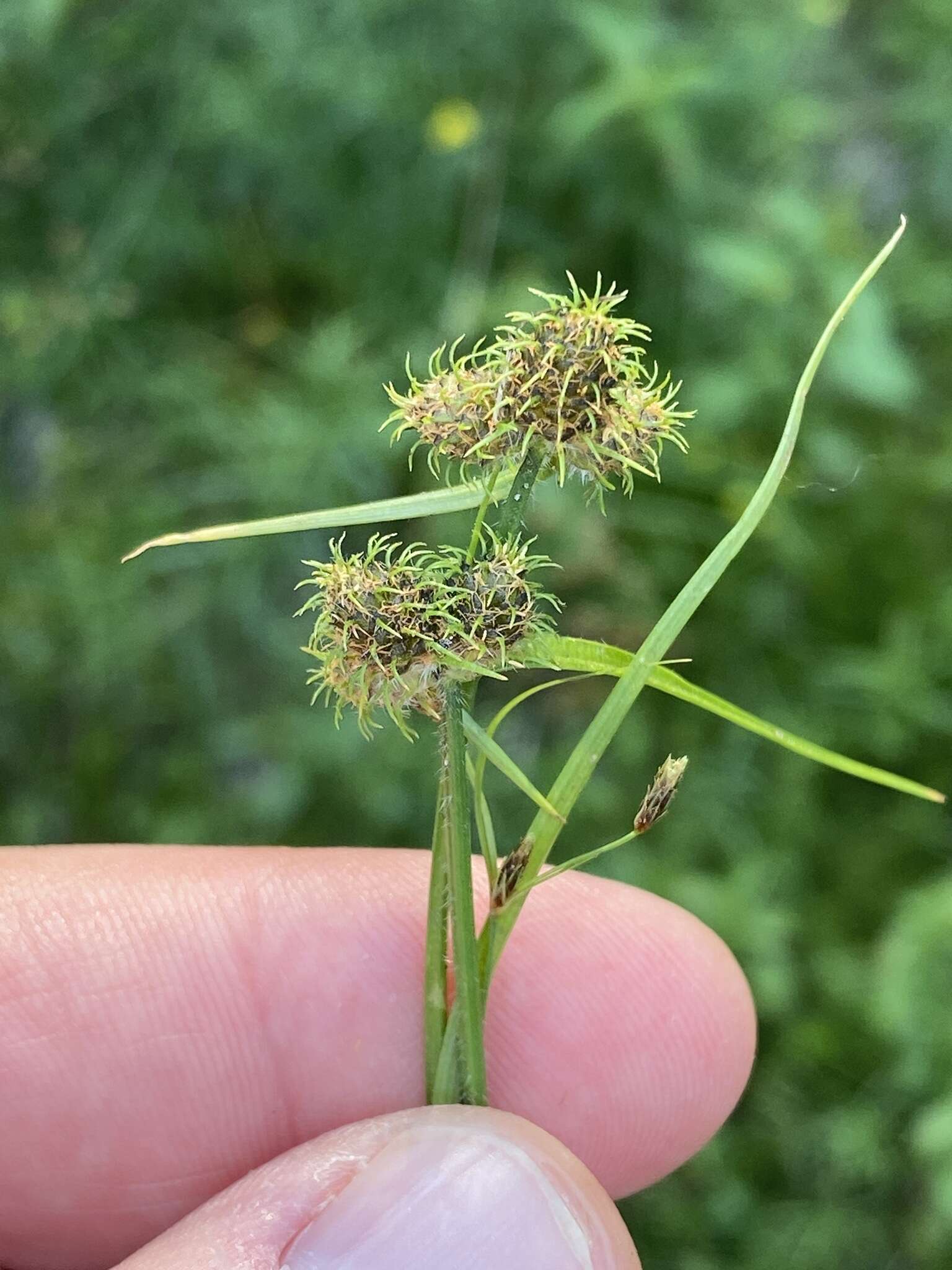 Image of Dwarf Umbrella Sedge