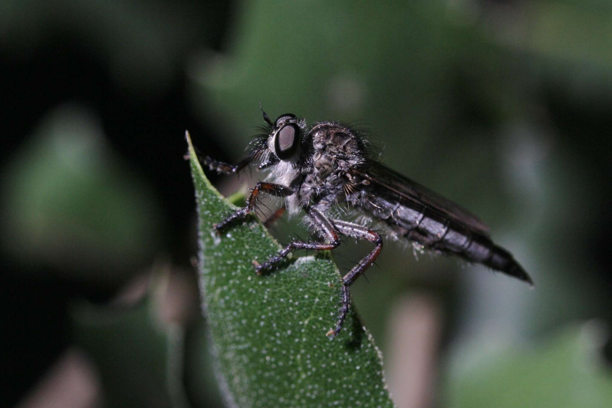 صورة Machimus occidentalis (Hine 1909)