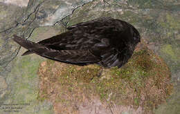 Image of American Black Swift