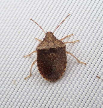 Image of Dryadocoris apicalis