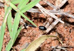 Image de Camponotus subnitidus famelicus Emery 1887