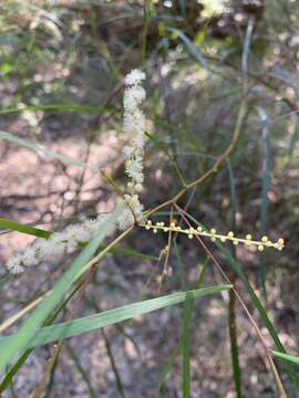 Image of Acacia longissima H. L. Wendl.