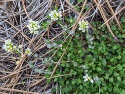 صورة Noccaea fendleri subsp. glauca (A. Nelson) Al-Shehbaz & M. Koch