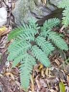 Image of Pteris arisanensis Tag.