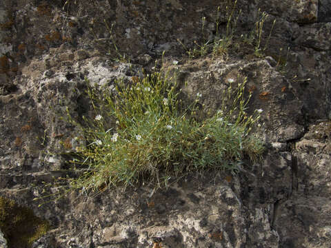 Imagem de Stellaria fischeriana Ser.