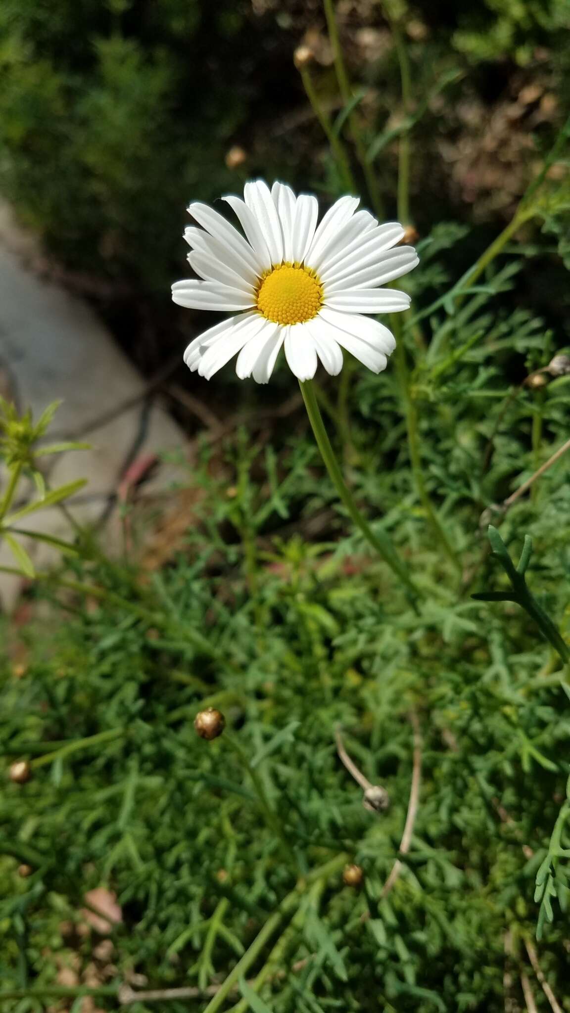 Image of Canary island marguerite