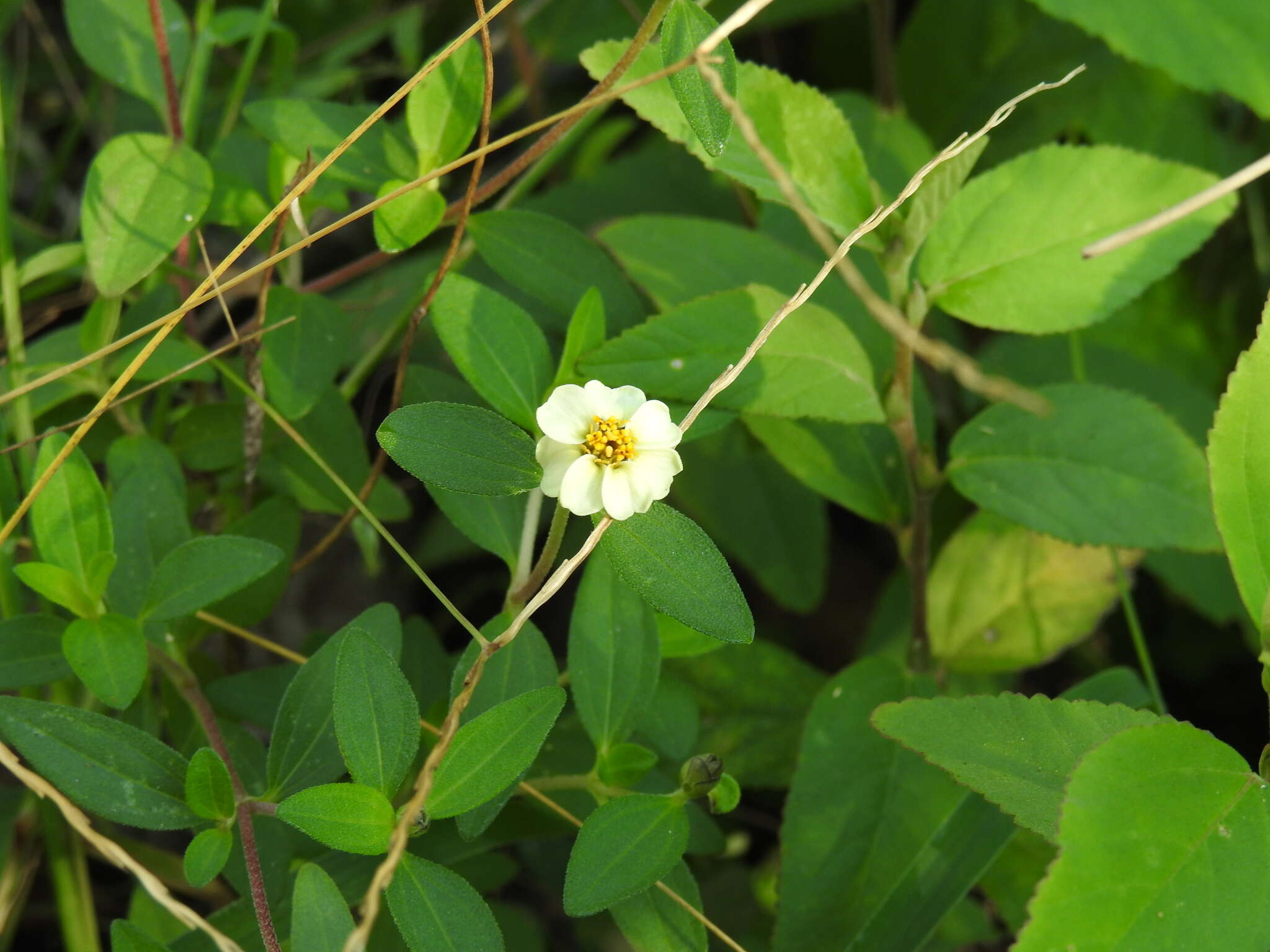 Image of Zinnia angustifolia var. littoralis (B. L. Rob. & Greenm.) B. L. Turner