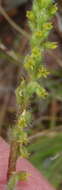 Image of Holothrix villosa var. villosa
