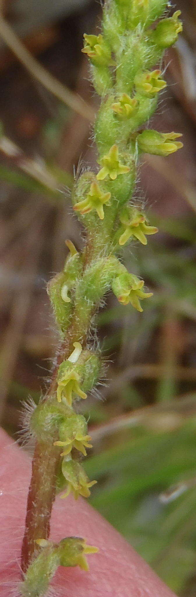 Image of Holothrix villosa var. villosa