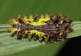 Image of Neomocena convergens Hering 1928