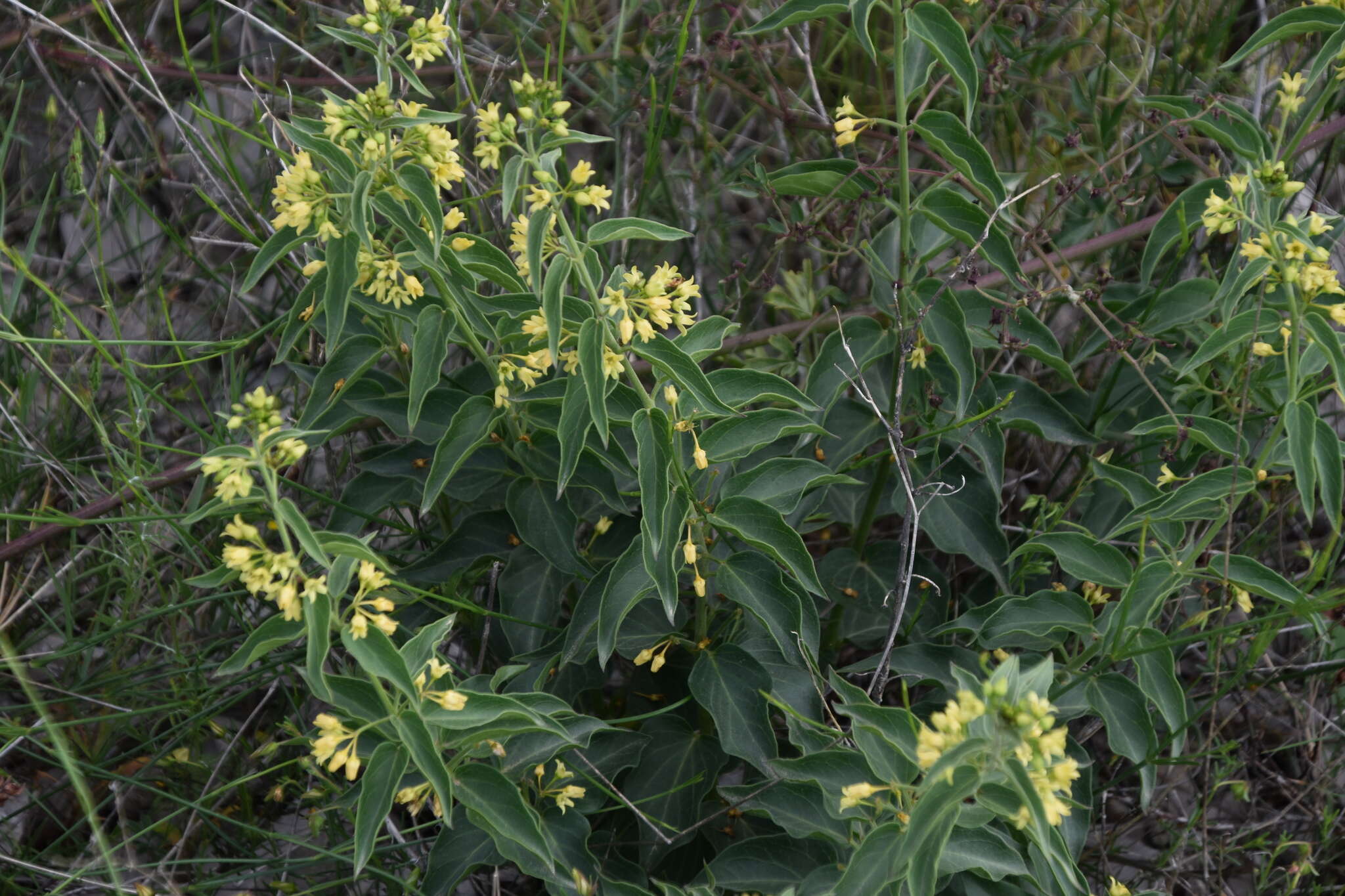 Image of Vincetoxicum hirundinaria subsp. adriaticum (G. Beck) Markgr.