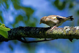 Carduelis carduelis carduelis (Linnaeus 1758)的圖片