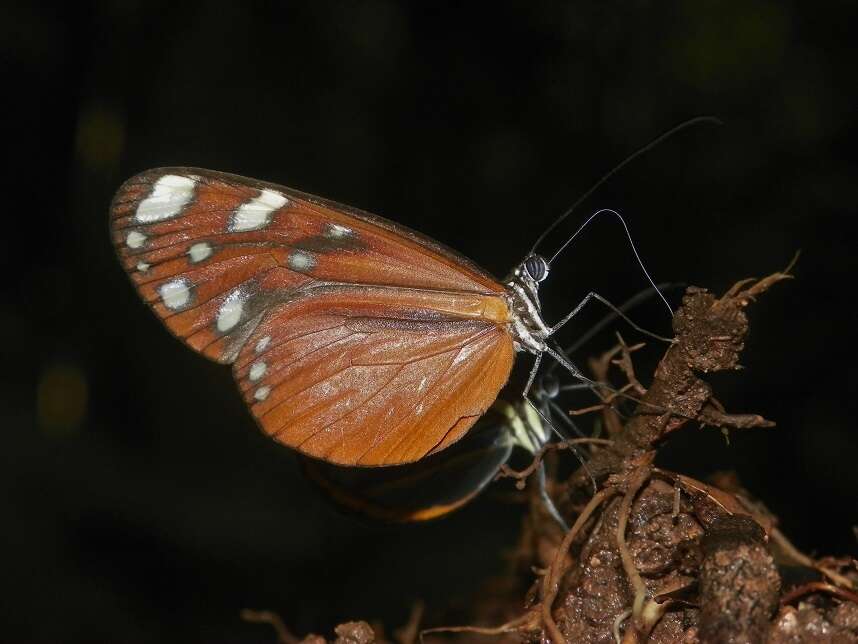 Image of <i>Hyposcada <i>virginiana</i></i> virginiana