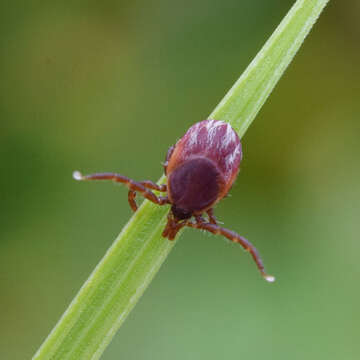 Слика од Ixodes pilosus Koch 1844