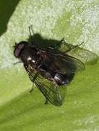 Image of Cheilosia fasciata (Schiner & Egger 1853)