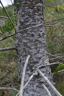 Image of cliff araucaria