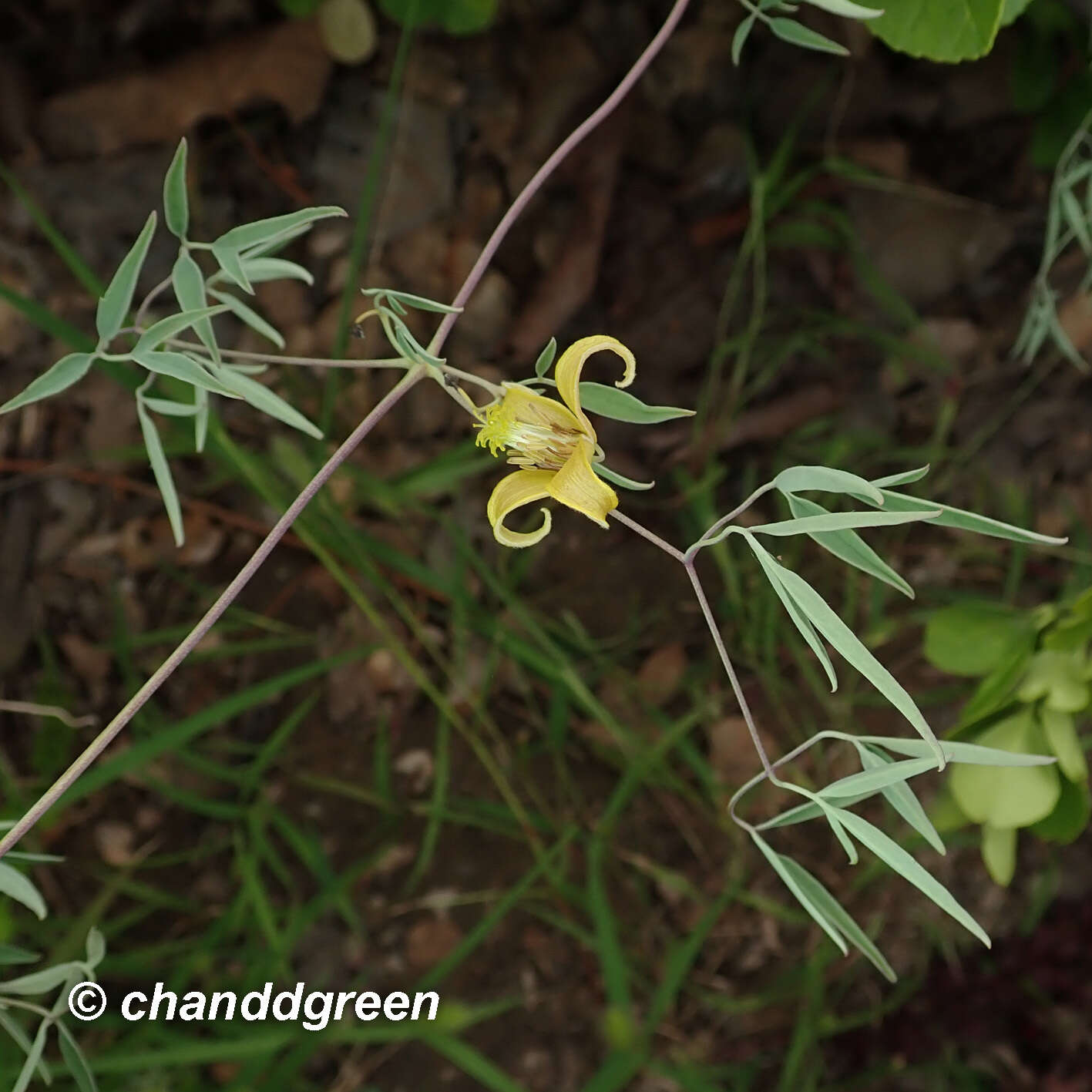 Image of Clematis intricata Bunge