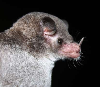 Image of Single Leaf Bats.