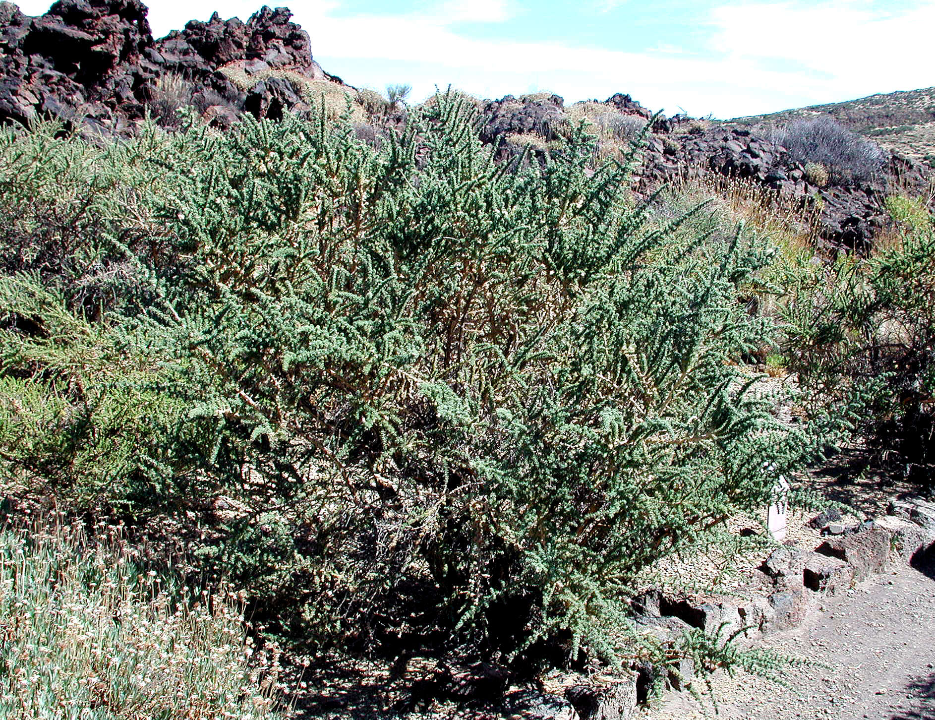 Image of Adenocarpus viscosus (Willd.) Webb & Berthel.