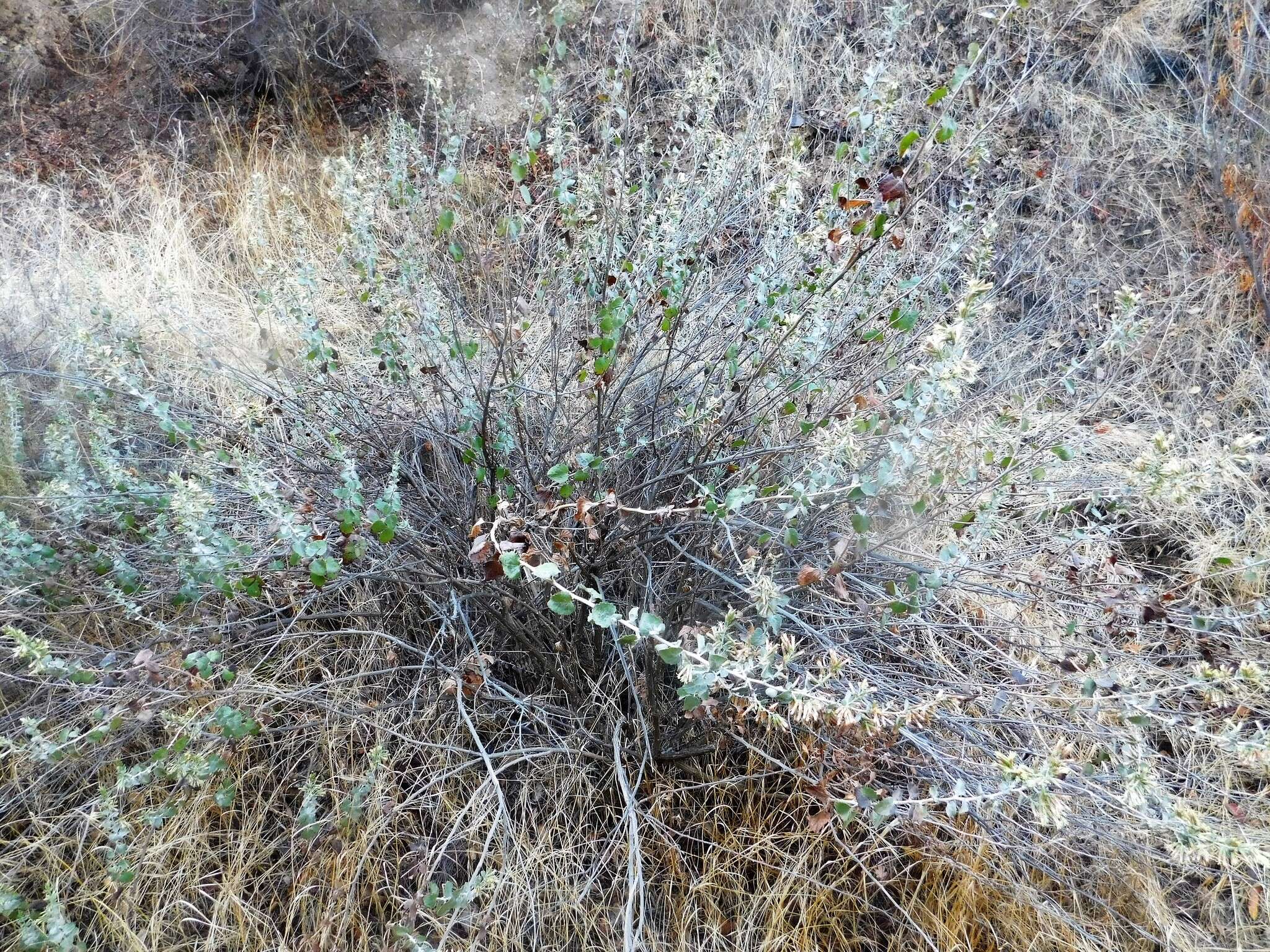 Image of California brickellbush