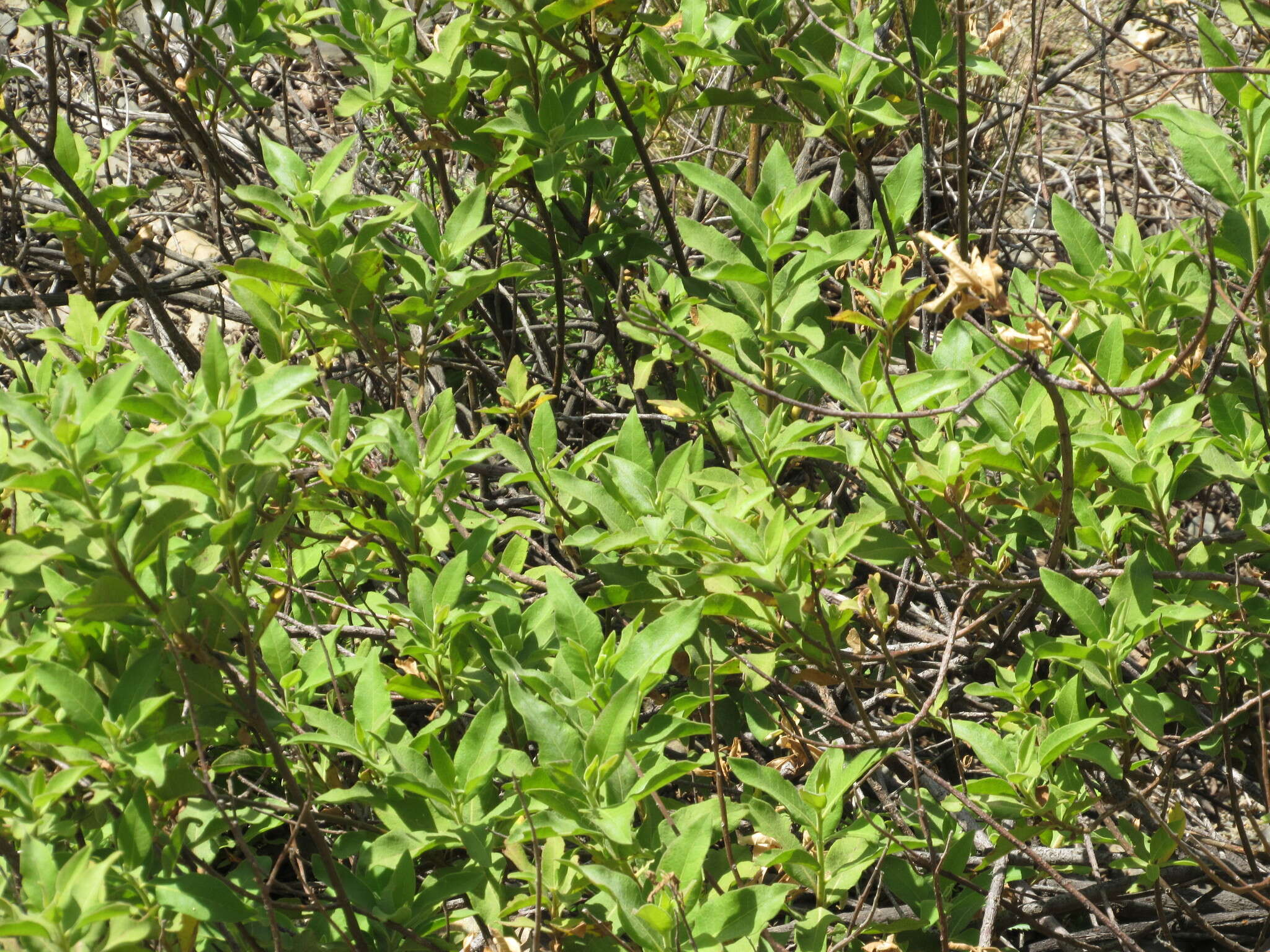 Image of Tessaria fastigiata (Griseb.) A. L. Cabrera