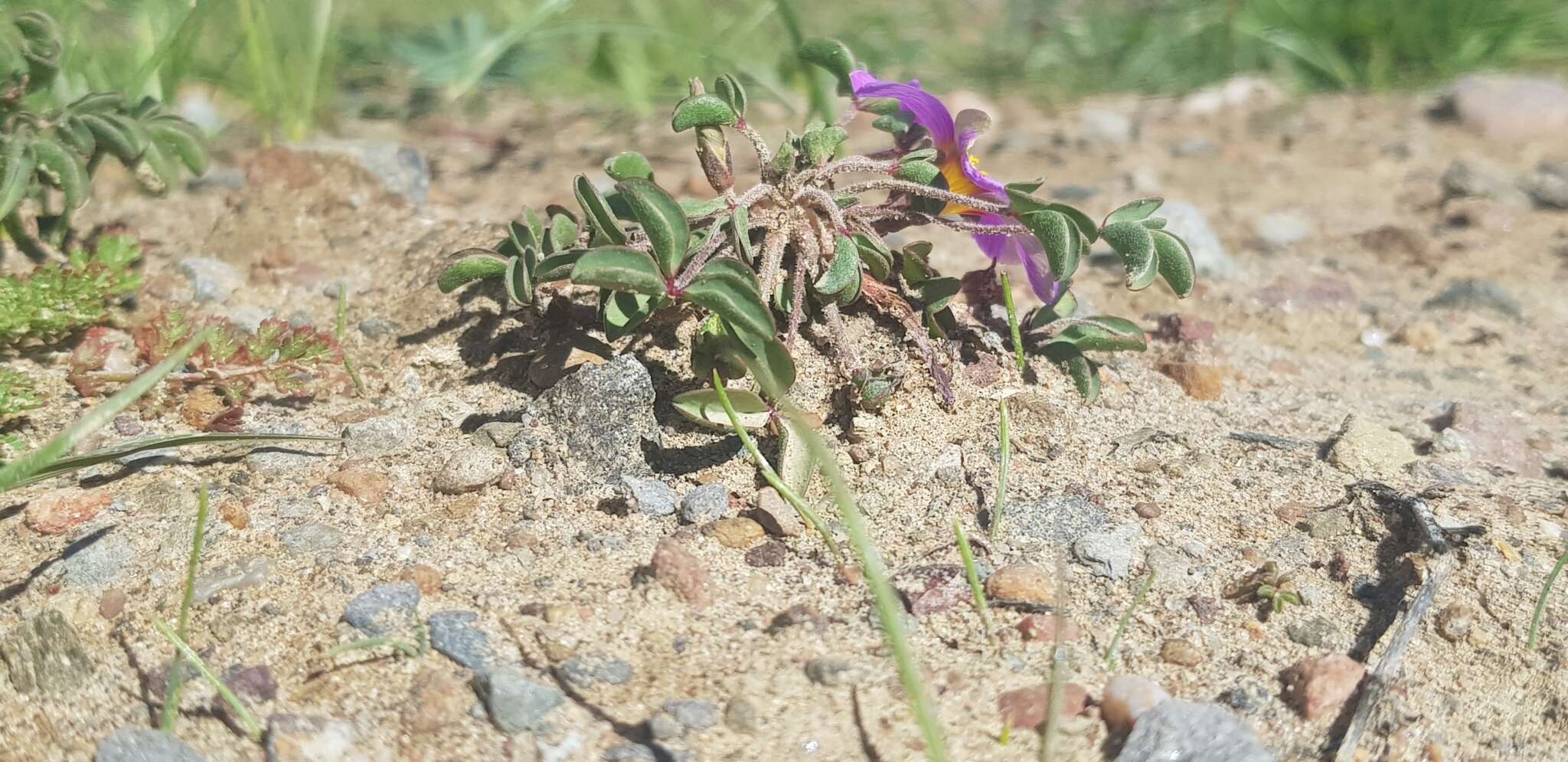 Image of Oxalis callosa Knuth